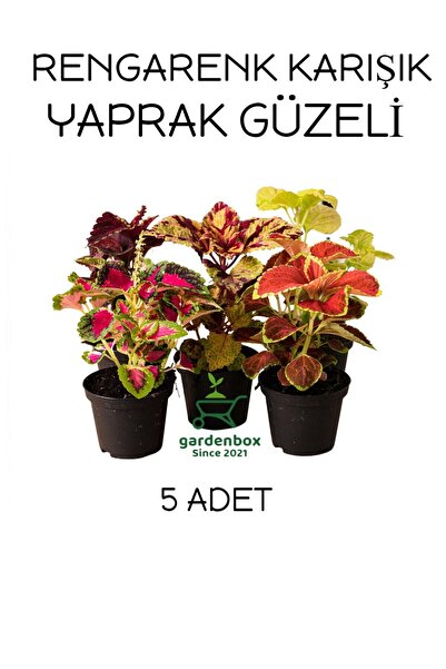 Nura Botanik Karışık Yaprak Güzeli Seti 5 ADET Saksılı 10-20Cm kolyos (Coleus)