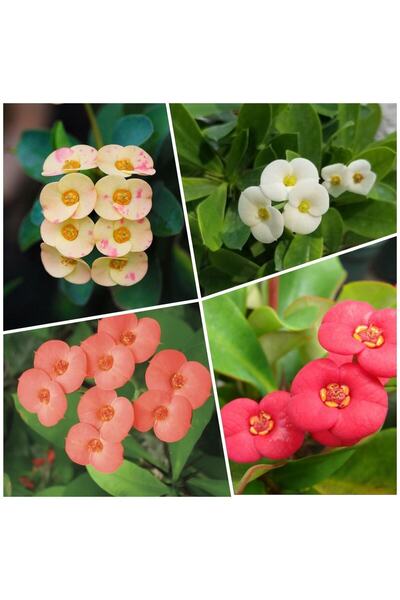 Gardenbox Videolu 4'lü Dikenler Tacı Çiçeği Sarı-kırmızı-pembe-beyaz 10-20 Cm Tüplü Çiçekli Euphorbia Milii