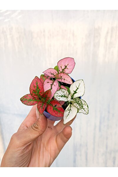 Nura Botanik Videolu Üç Renk Hostes Bitkisi (5 15 CM)3 Adet Mini Saksılı Iç/ ...