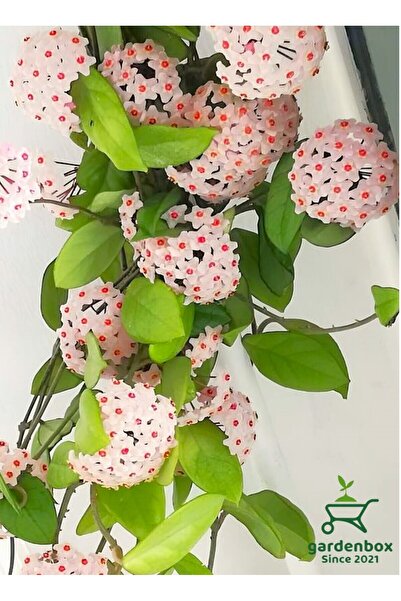 serada decor & plant Kokulu Beyaz Renk Mum Çiçeği 30-50Cm Saksılı Sarmaşık Bitki