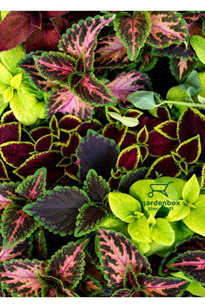 serada decor & plant Yaprak Güzeli Kolyos Çiçeği Karışık 5 Adet Saksılı 10-15cm