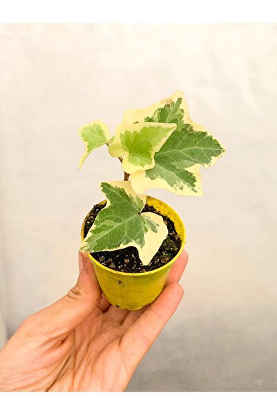 1 Mini Variegated Wall Ivy Flower with Video 10-15 Cm Potted Flower Dwarf Hedera Helix