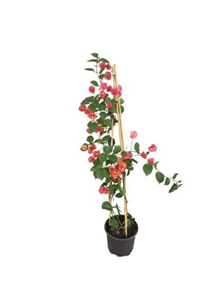 Gardenbox Sırık Begonvil (Fuşya Çiçekli) Bougainvillea