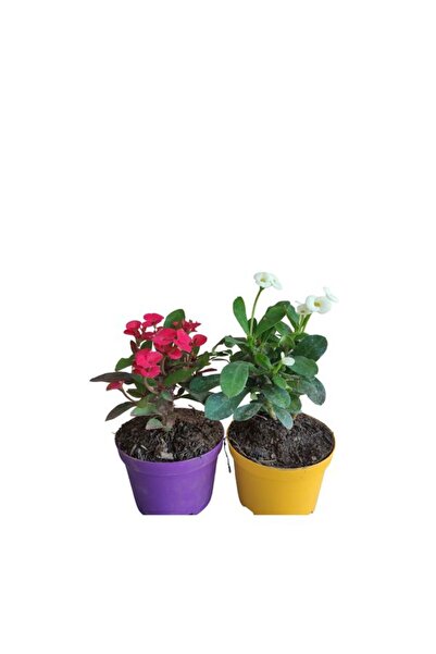 Nura Botanik 2'Li Milli Dikenler Tacı Seti Kırmızı+Beyaz Renkli (5-10 Cm) İç/...