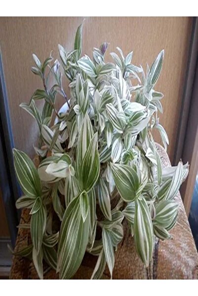 Bitkim Sende 1 Adet Beyaz Alacalı Telgraf Çiçeği 10-15 Cm Saksılı Çiçekli Bod...