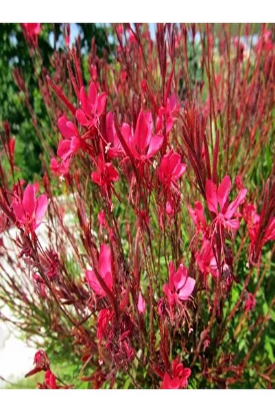 Nura Botanik Kampanyalı 1 Adet Kırmızı Gaura Fidanı 30-60 Cm Saksılı Çiçekli ...