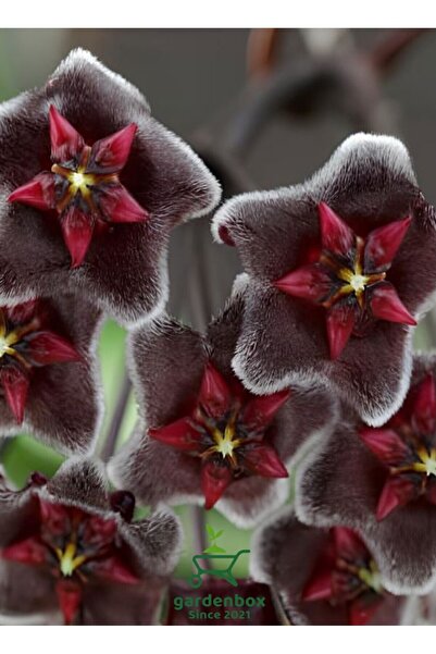serada decor & plant Avantajlı Özel Tür Bordo Renk Mum Çiçeği 10-20Cm Hoya Ca...