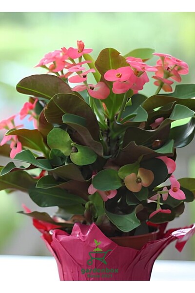 serada decor & plant Milii Dikenli Taç Çiçeği Pembe Renkli 20-25Cm (Euphorbia...