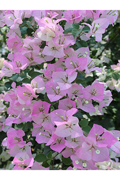 Gardenbox Sarılıcı Çift Renk Alyans Tırmanıcı Begonvil Sarmaşığı Fidanı