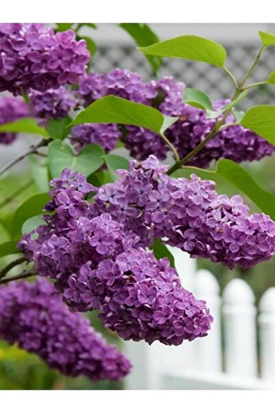 Gardenbox Videolu Mis Kokulu 1 Adet Leylak Ağacı Fidanı 70-120cm Saksılı (LEİ...