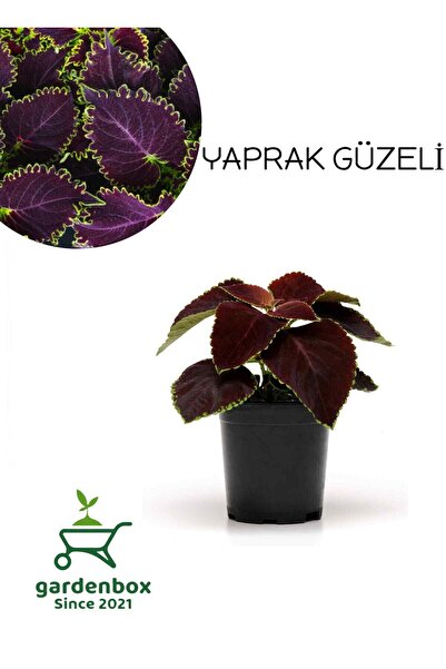 Nura Botanik Nadir Tür Kolyos Yaprak Güzeli Çiçeği 1 ADET Saksılı (Coleus)