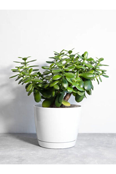 Nura Botanik Videolu Para Çiçeği Ağacı (10 40 CM)1 Adet Saksılı Iç/ Dış Mekan...