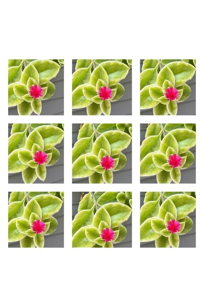 Gardenbox Videolu 25'li Buz Çiçeği(MEZAR-KABİR YER ÖRTÜCÜ) 5-15 Cm Tüplü Çiçe...