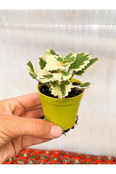 Very Advantageous Sage Scented White Variegated Succulent 5-10 Cm Tube Flower