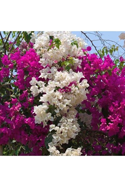 Nura Botanik Çift Renkli Pembe Beyaz Begonvil Bougainvillea 30-60cm