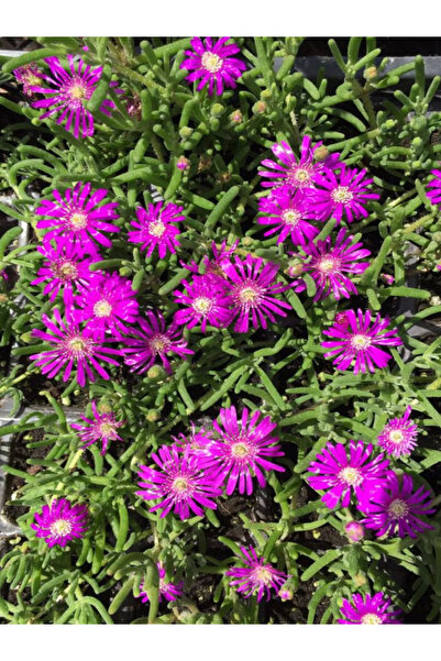 Gardenbox Yer Örtücü Mezem Acem Halısı Çiçeği 12 Adet Viyolde Peyzaj Bitkisi ...