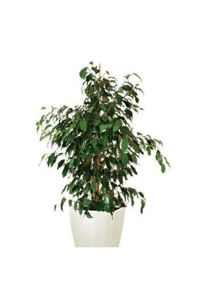 Gardenbox Videolu 1 Adet Benjamin Çiçeği Fidanı 55-60 Cm Saksılı Çiçekli Bodu...