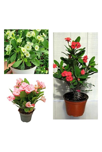 Nura Botanik Videolu 3'lü Dikenler Tacı Çiçeği (PEMBE,KIRMIZI,BEYAZ) 10-15 Cm...