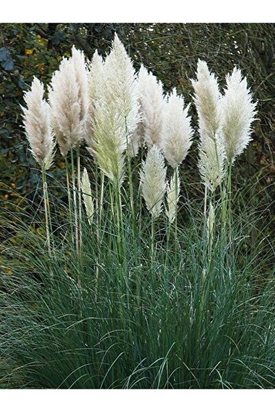 Gardenbox Beyaz Pampas Saz Çiçeği (60 80 CM)1 Adet Saksılı Dış Mekan Bitkisi ...
