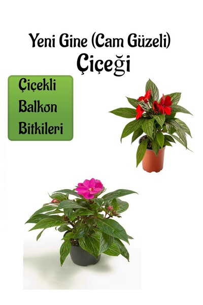 Nura Botanik Kırmızı + Pembe Yeni Gine Cam Güzeli Çiçeği 2 ADET Balkon Bitkis...
