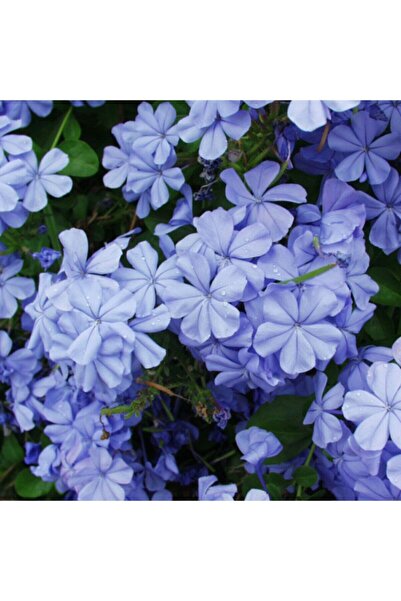 Gardenbox 4'lü Mavı Yasemin Çiçeği Fidanı 30-60 Cm Tüplü Çiçekli Bodur Bitkil...