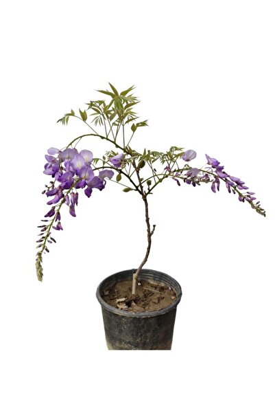 Nura Botanik Muhteşem Görünümlü Mis Kokulu Mor Salkım (20-50 Cm)1 Adet Saksılı Bahçe Bitkisi