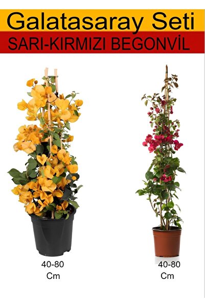 Gardenbox Takım Seti Sarı Begonvil+ Kırmızı Begonvil Dış Mekan Bitkileri