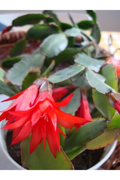 Nura Botanik Kampanyalı 1 Adet Kırmızı Renk Yılbaşı Çiçeği 20-30 Cm Saksılı Ç...