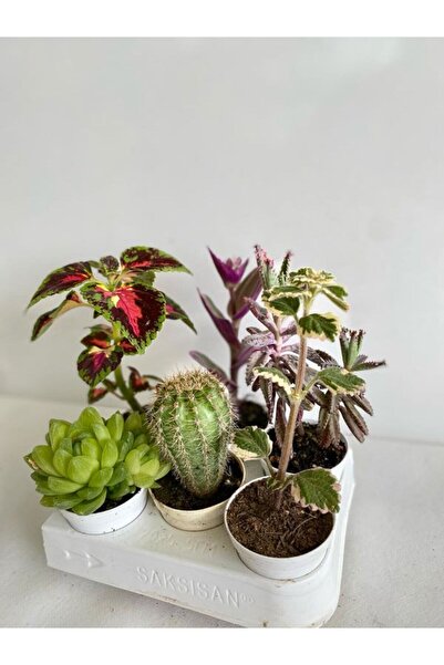 Nura Botanik 4'Lü Bitki Seti Yaprak Güzeli+Sukulent+Telgraf+Kaktüs+Aşkın Göz Yaşı+Kokulu Benjamin