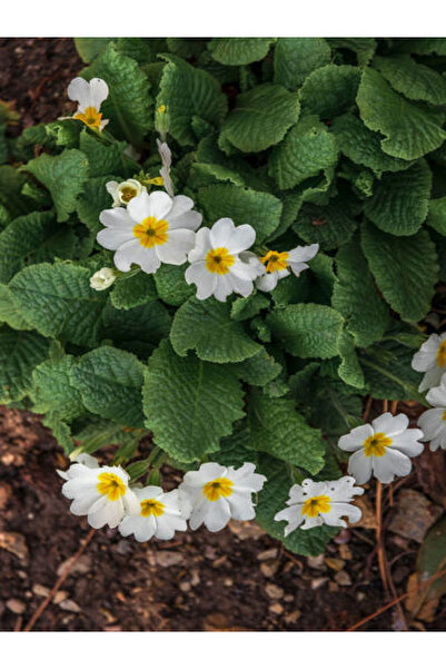 Nura Botanik Videolu 1 Adet Beyaz Çuha (MARUL) Çiçeği 5-15 Cm Tüplü Çiçekli B...