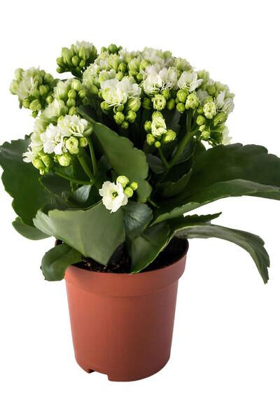 Gardenbox Videolu Beyaz Renk Kalanşo Emel Hanım Çiçeği 1 ADET Saksılı 15-25Cm...