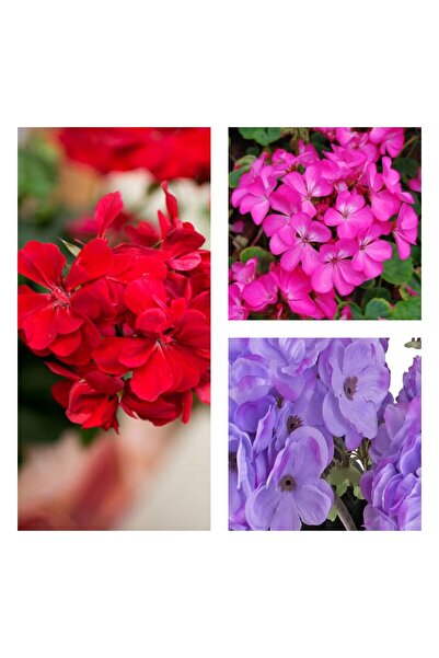 serada decor & plant Videolu 30'lu Karışık Renk Sardunya Çiçeği Fidesi 10-20 ...