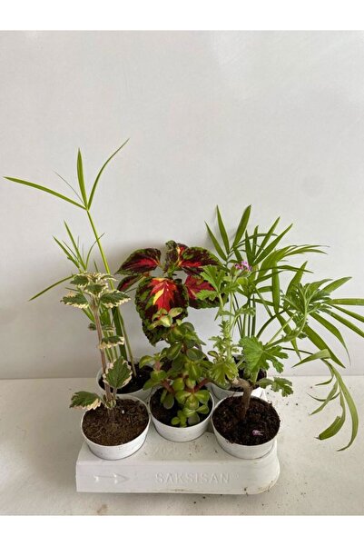 Nura Botanik 6'Lı Bitki Seti Kaktüs Kokulu Benjamin+Japon Şemsiyesi+Yeşim+Yap...