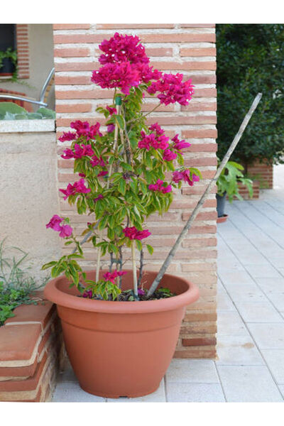 Bitkim Sende Pembe Begonvil (50 70 CM)1 Adet Saksılı/ Tüplü Çiçekli Bitki Bou...