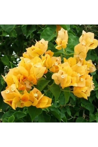 Nura Botanik Begonvil Çiçeği Sarı 60 Cm Saksılı Bougainvillea
