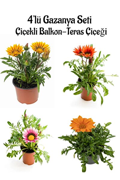 Gardenbox Sarı+Kırmızı+Pembe+Turuncu Gazanya Çiçeği 4 ADET Saksılı 10-20cm Ba...
