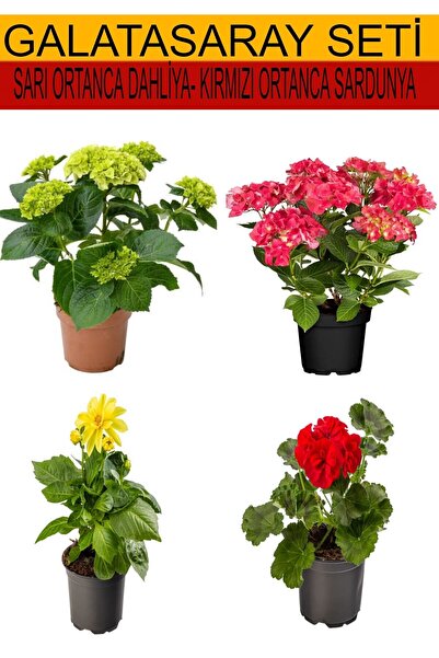 Gardenbox 4'Lü Takım Seti Sarı-Kırmızı Ortanca+Sarı Dahliya+Kırmızı Sardunya