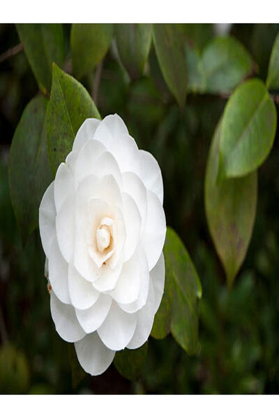 Nura Botanik Videolu 3'lü Beyaz Kamelya Çiçeği Fidanı 30-60 Cm Tüplü Çiçekli ...