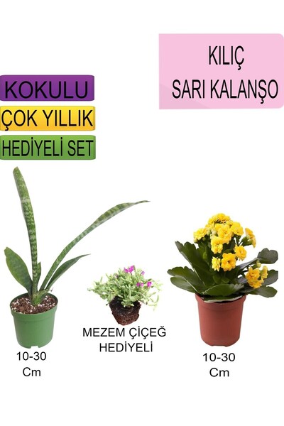 Nura Botanik 3'Lü Set Tek Dikim Kılıç+Sarı Kalanşo+Hediyelik Mezem Çiçeği