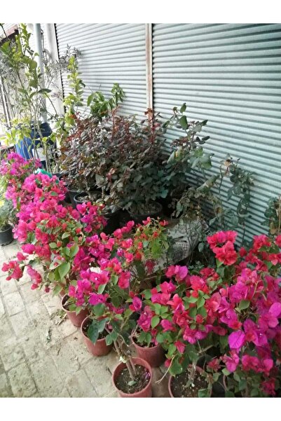 Nura Botanik Begonvil Çiçeği Bougainvillea Bahçe Balkon Teras