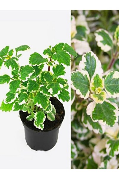 Gardenbox Mis Kokulu Formlu Benjamin Çiçeği Saksılı Sarkıcı Bitki