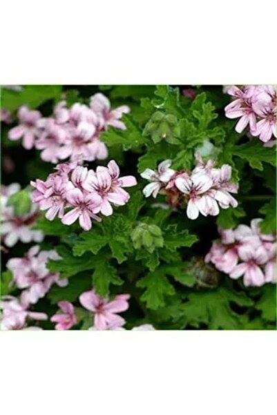 Gardenbox Videolu 1 Adet Mis Kokulu Gül Damlası Itır Çiçeği 15-35 Cm Saksılı ...