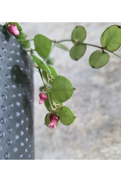 PLANT Dischidia Hirsuta