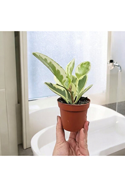 Yades Banyo Bitkisi Peperomia Obtusifolia Variegata Umut Bitkisi