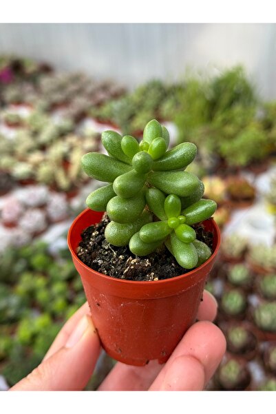 SukuLand Sedum hernandezii koleksiyonluk özel tür sukulent 5,5cm saksıda