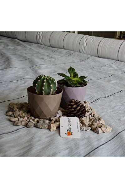 SeraTrend 1x50 Metre Beyaz Sulzer Kumaş Sera Taban Örtüsü Jüt Blueberry Peyza...