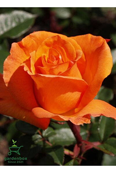 Scented Yedivering Orange Rose Seedling 1 Potted 30-50Cm Garden Flower
