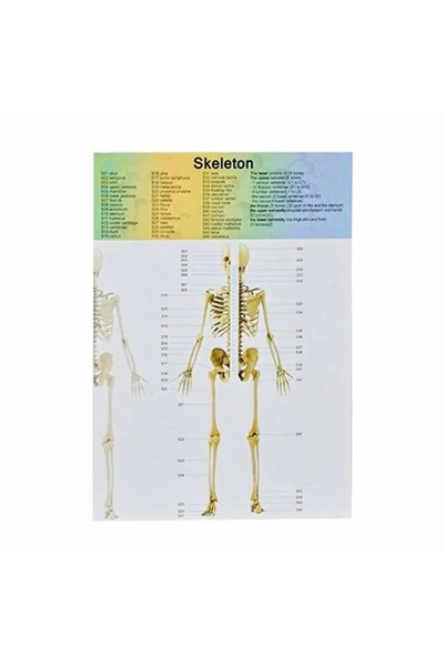 Genel Markalar Küçük Maket Insan Vücut Seti