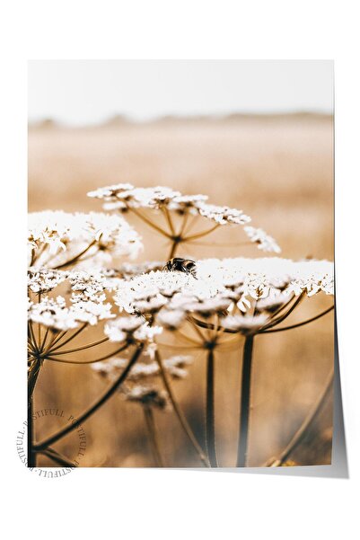 Postifull Rustic Çerçevesiz Poster, Iskandinav Beyaz Tablo, No:450 Papatya Fo...