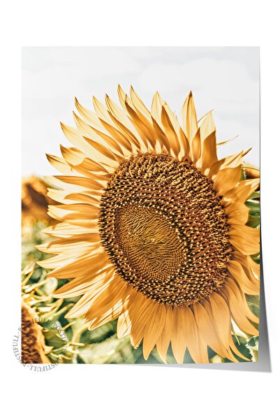 Postifull Rustic Çerçevesiz Poster, Iskandinav Sarı Tablo, No:451 Ayçiçeği Fo...
